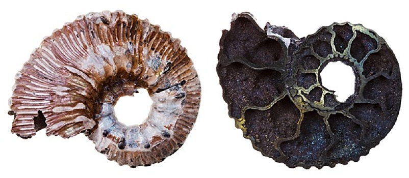 两个,化石,菊石,壳