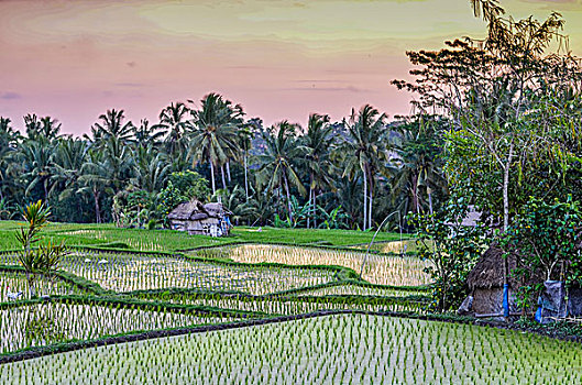 风景,稻田,分开,泥,墙壁,小,绿色,稻米,植物,浅水