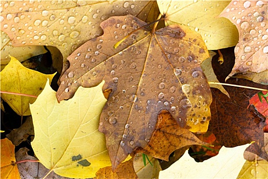 叶子,秋天,冬天,自然,地面,秋季,改变,露珠