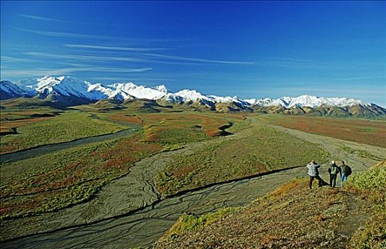 远足者,享受,秋天,苔原,阿拉斯加山脉,德纳里峰国家公园,阿拉斯加,美国