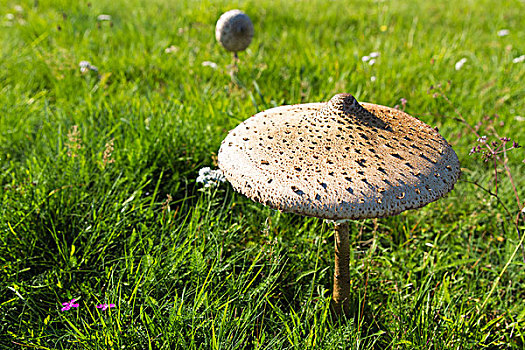 伞,伞状蘑菇