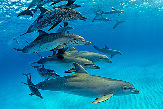 大西洋细吻海豚,花斑原海豚,海豚,鱼群,巴哈马浅滩,巴哈马,中美洲