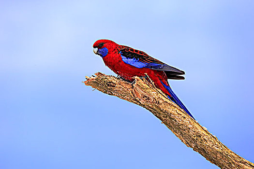 深红色,成年,栖息,威尔逊-普勒蒙特利国家公园,维多利亚,澳大利亚,大洋洲