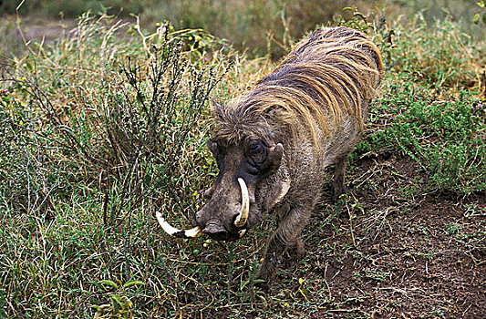 疣猪,雄性,长,獠牙,马赛马拉,公园,肯尼亚
