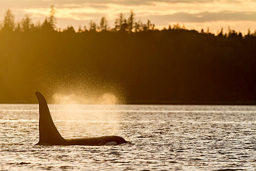 家族,逆戟鲸,旅行,日落,岛屿,海岸线,靠近,蜥蜴,不列颠哥伦比亚省,加拿大