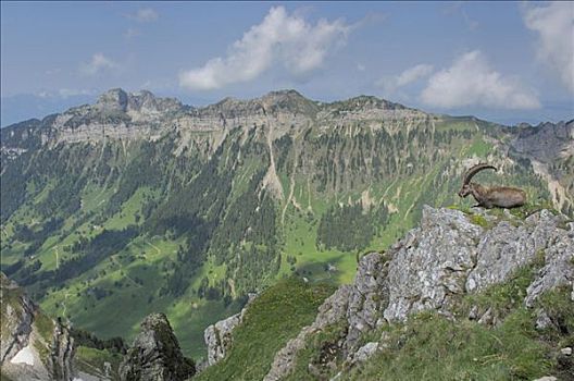 阿尔卑斯野山羊,羱羊,坐,石台,阿尔卑斯山,伯恩,瑞士
