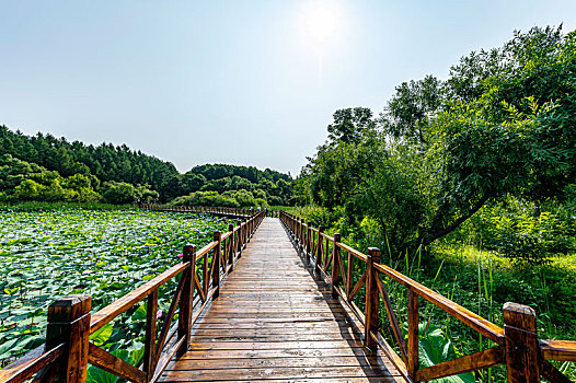 荷花盛开的中国长春净月潭国家森林公园风景