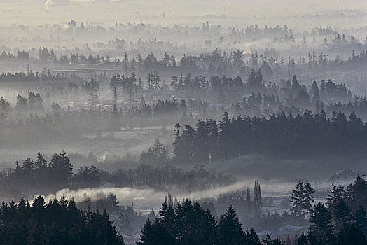树林,遮盖,雾,观测,山,半岛,温哥华岛,不列颠哥伦比亚省,加拿大