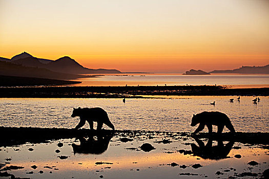 两个,大灰熊,幼兽,走,湾,日出,卡特麦国家公园,保存,西南方,阿拉斯加,夏天