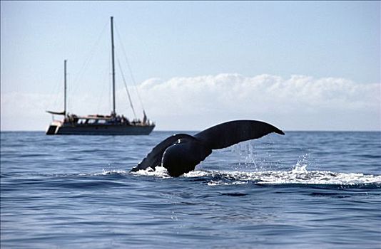 驼背鲸,大翅鲸属,鲸鱼,靠近,观鲸,船,夏威夷