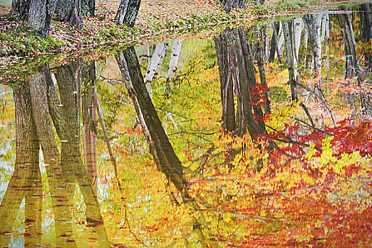 秋叶,反射,水塘