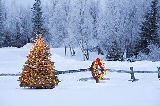装饰,圣诞花环,靠近,圣诞树,阿拉斯加