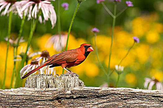 主红雀,雄性,栅栏,靠近,花园,伊利诺斯,美国