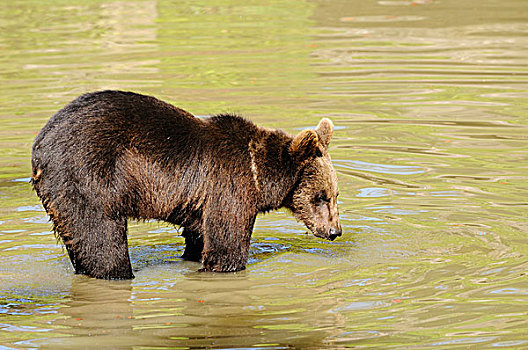 欧亚混血,棕熊,熊,少年,水中,巴伐利亚森林,德国