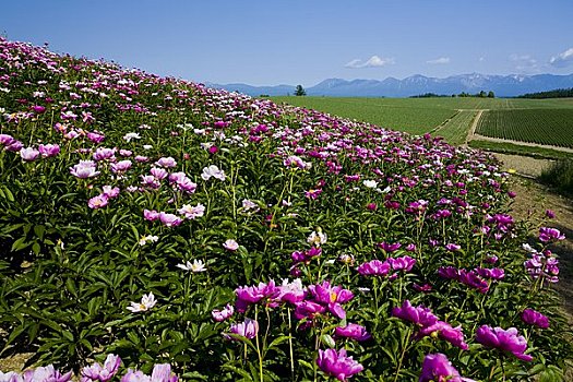 芍药