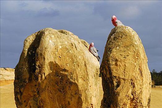 美冠鹦鹉,顶峰,荒芜,南邦国家公园,西澳大利亚,澳大利亚