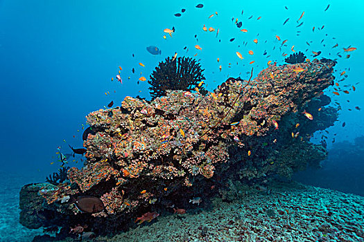 小,珊瑚礁,太阳,珊瑚,石头,印度洋,南马累环礁,马尔代夫,亚洲