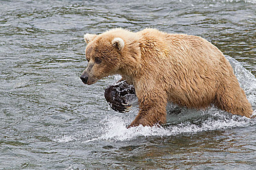 大灰熊,棕熊,觅食,三文鱼,秋天,阿拉斯加