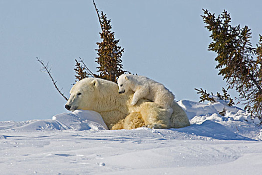 加拿大,曼尼托巴,瓦普斯克国家公园,北极熊,幼兽,攀登,母亲
