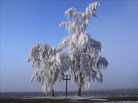 树,冬天