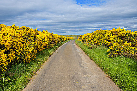道路,乡村,春天,排列,普通,金雀花,苏格兰,英国