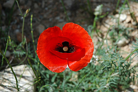 红色罂粟,西班牙