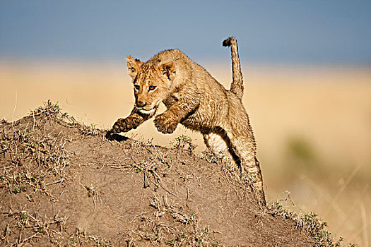 肯尼亚,马塞马拉野生动物保护区,幼兽,狮子,上方,蚁丘,玩,日出,热带草原
