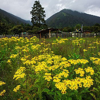 西藏林芝鲁朗夏季开满鲜花的草地