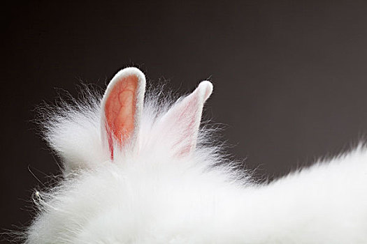 安哥拉兔,兔子