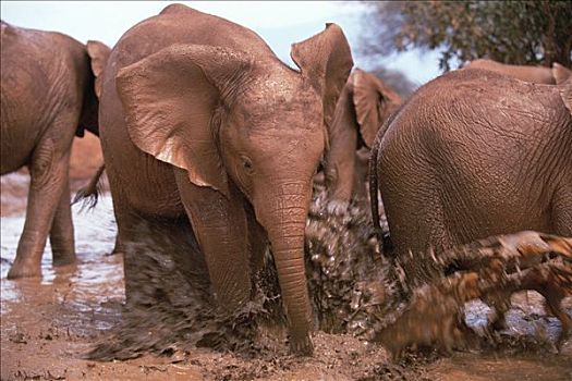 非洲象,孤儿,奔跑,玩,浴室,东察沃国家公园,肯尼亚