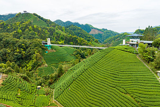 中国广西贺州昭平生态茶园春季自然风光景色优美