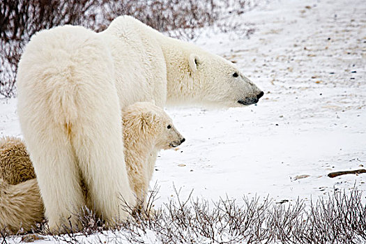 北极熊,雌性,两个,幼兽,靠近,哈得逊湾,丘吉尔市,加拿大