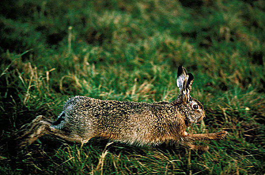 欧洲,棕兔,欧洲野兔,成年,跑,草地