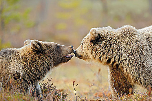 棕熊,母亲,幼兽,芬兰
