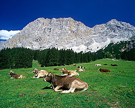 母牛,正面,楚格峰,奥地利