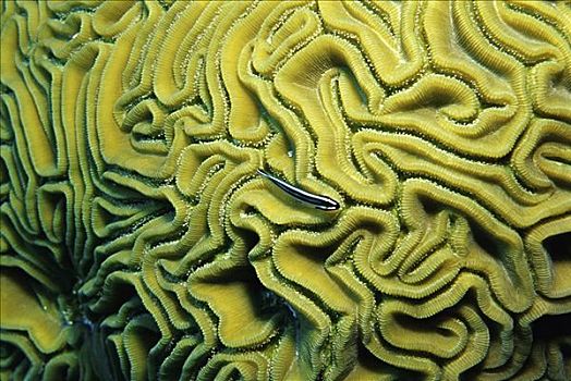 脑珊瑚,伯利兹,中美洲