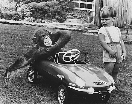黑猩猩,玩具车,英格兰,英国