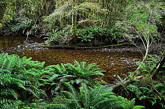 河,温带雨林,塔斯马尼亚,澳大利亚