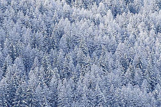 积雪,针叶林,冬天,山谷,意大利,欧洲