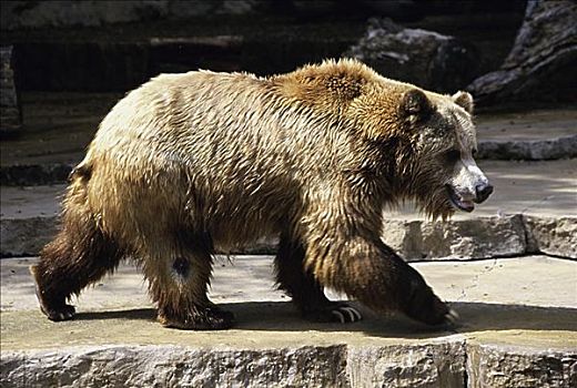 棕熊,圣安东尼奥,动物园,德克萨斯,美国