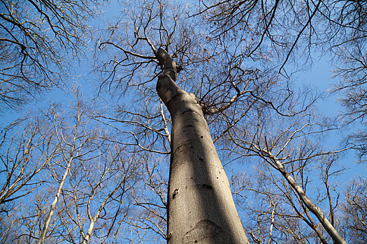 树,蓝天,二月