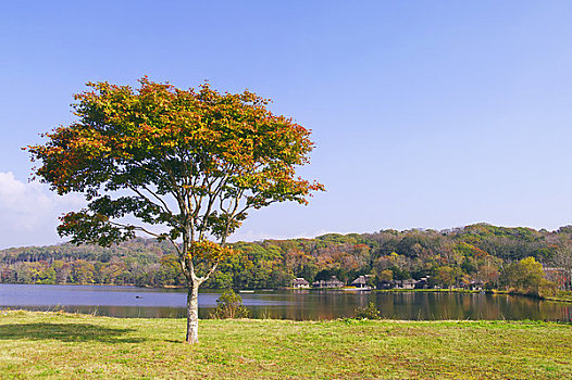 枫树,湖,彩色
