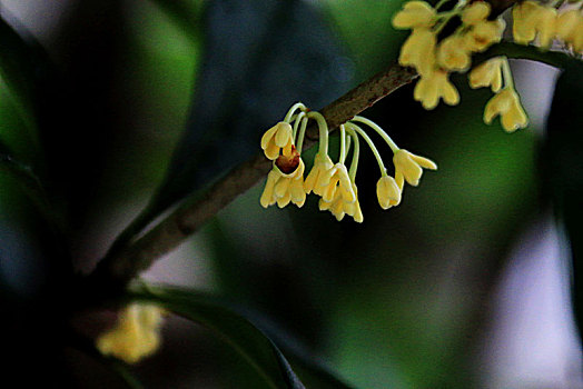 雨中桂花