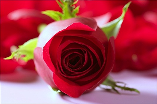 漂亮,玫瑰花,上方,红色,花瓣