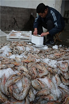 山东省日照市,海捕大虾新鲜上岸,渔民忙着加工冷藏期待卖个好价钱