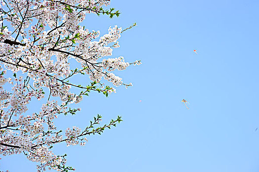 樱花蓝天户外