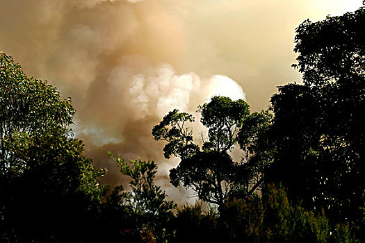 烟,林区大火,国家,公园,西澳大利亚州,澳大利亚