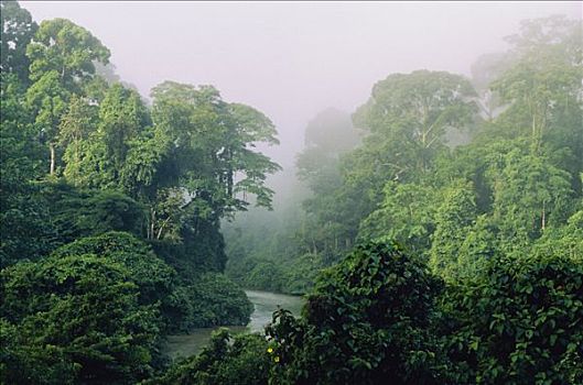 河,飘动,雨林,丹侬谷,沙巴,婆罗洲,马来西亚