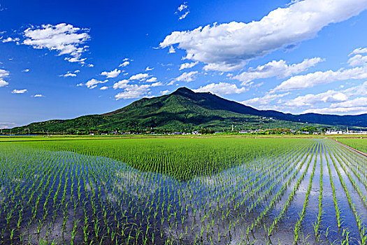地点,水稻种植,山