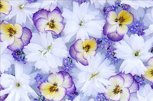紫罗兰,堇菜属,花,勿忘我,白花,插花